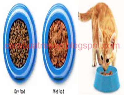 CARA MEMBUAT MAKANAN KUCING BASAH